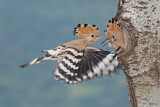 Image. Eurasian Hoopoe