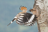 Image. Eurasian Hoopoe