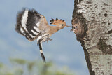 Image. Eurasian Hoopoe