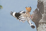 Image. Eurasian Hoopoe