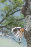 Image. Eurasian Hoopoe