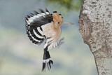 Image. Eurasian Hoopoe
