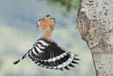 Image. Eurasian Hoopoe
