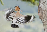 Image. Eurasian Hoopoe
