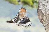 Image. Eurasian Hoopoe
