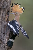 Image. Eurasian Hoopoe