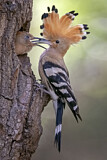 Image. Eurasian Hoopoe