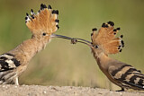 Image. Eurasian Hoopoe