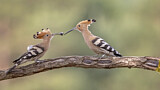Image. Eurasian Hoopoe