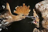 Image. Eurasian Hoopoe