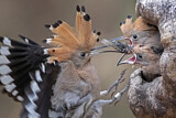 Image. Eurasian Hoopoe