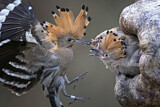 Image. Eurasian Hoopoe