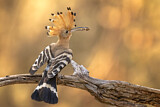 Image. Eurasian Hoopoe