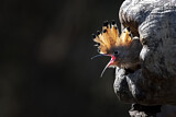 Image. Eurasian Hoopoe