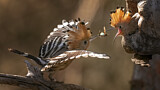 Image. Eurasian Hoopoe