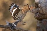 Image. Eurasian Hoopoe