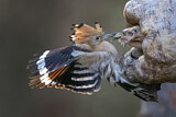 Image. Eurasian Hoopoe