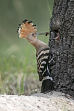 Image. Eurasian Hoopoe