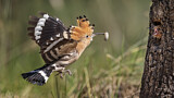 Image. Eurasian Hoopoe