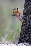Image. Eurasian Hoopoe
