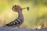 Image. Eurasian Hoopoe