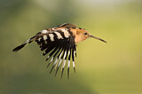 Image. Eurasian Hoopoe