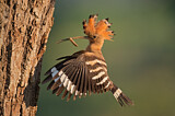 Image. Eurasian Hoopoe