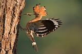 Image. Eurasian Hoopoe