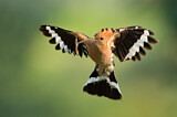 Image. Eurasian Hoopoe
