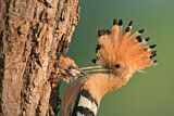 Image. Eurasian Hoopoe