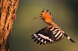 Image. Eurasian Hoopoe