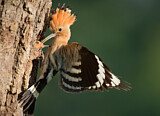 Image. Eurasian Hoopoe