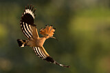 Image. Eurasian Hoopoe
