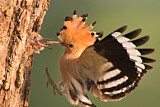 Image. Eurasian Hoopoe