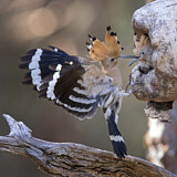 Image. Eurasian Hoopoe