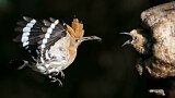 Image. Eurasian Hoopoe