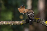 Image. Eurasian Hoopoe