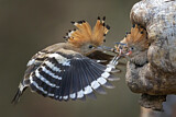 Image. Eurasian Hoopoe