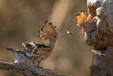 Image. Eurasian Hoopoe