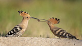 Image. Eurasian Hoopoe