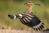 Image. Eurasian Hoopoe