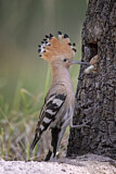Image. Eurasian Hoopoe