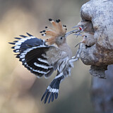 Image. Eurasian Hoopoe