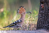 Image. Eurasian Hoopoe