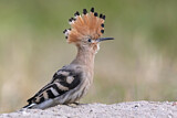 Image. Eurasian Hoopoe