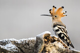 Image. Eurasian Hoopoe