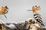 Image. Eurasian Hoopoe