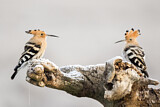 Image. Eurasian Hoopoe