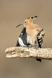Image. Eurasian Hoopoe