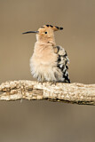 Image. Eurasian Hoopoe